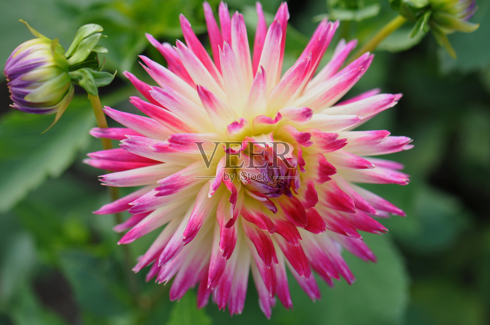 大丽花是一种美丽的浓密的块茎属植物照片摄影图片