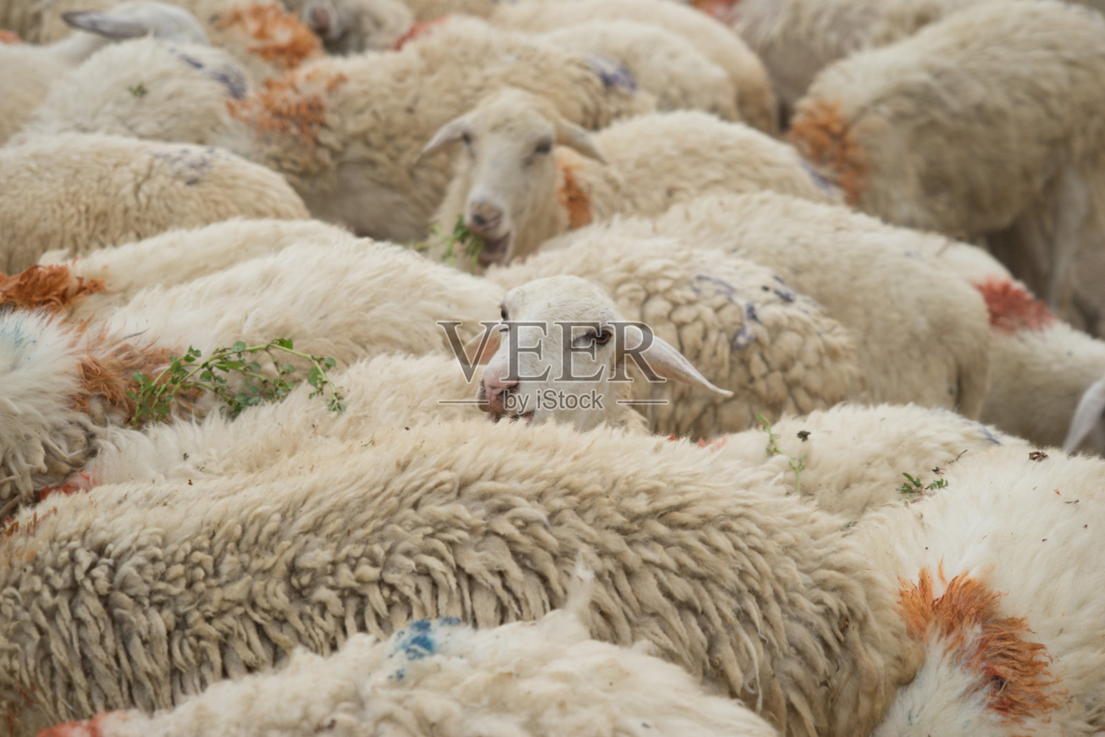 越南潘让的一群羊。照片摄影图片