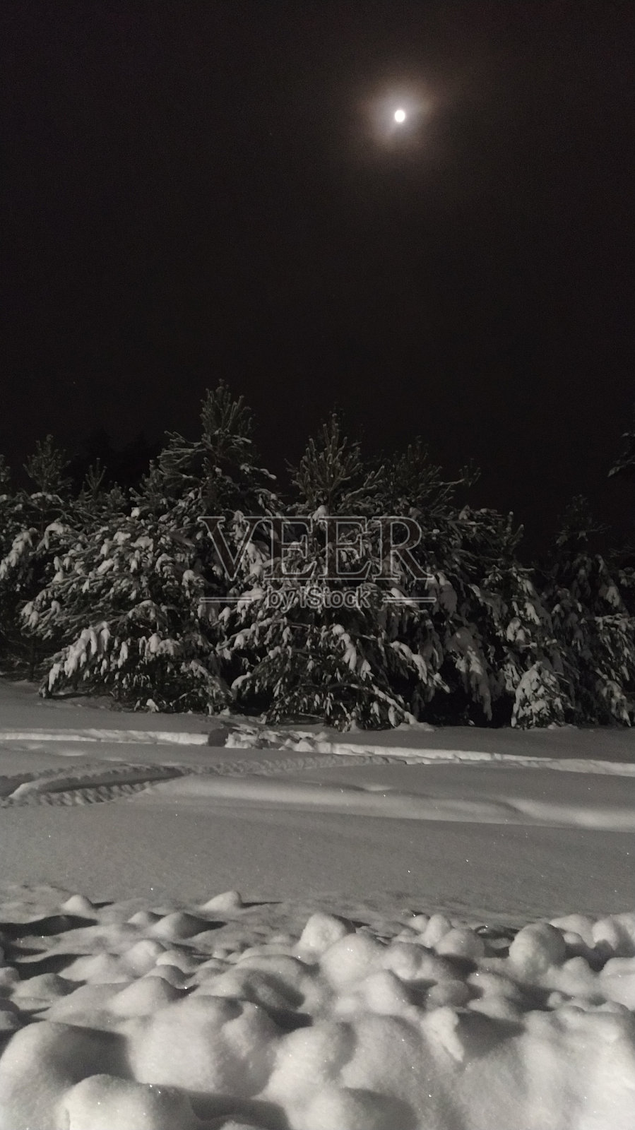 夜晚的云杉和雪在月亮的映衬下照片摄影图片