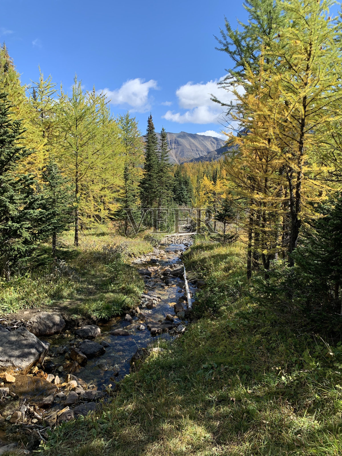 班夫哨兵山口的落叶松季节照片摄影图片
