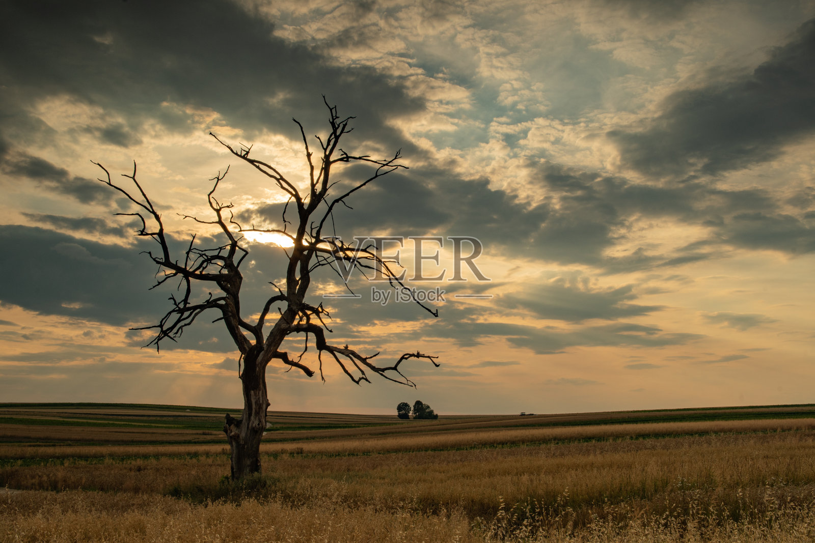 树照片摄影图片
