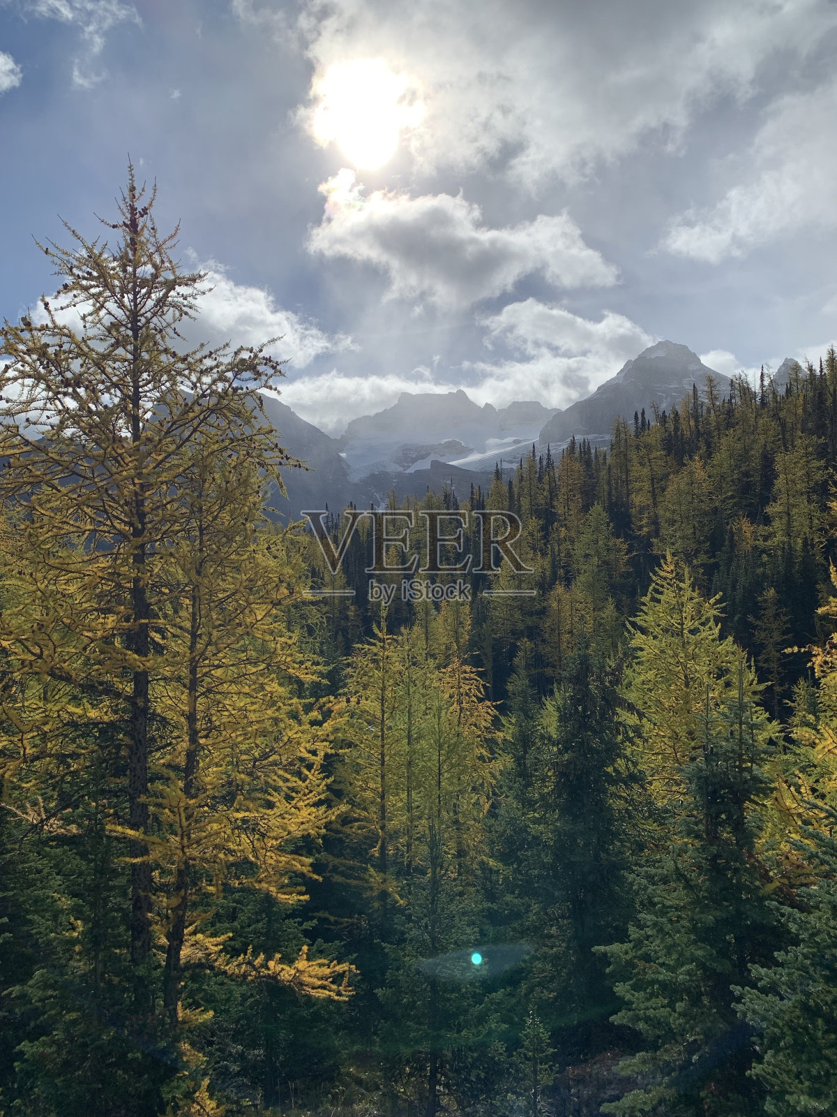 班夫哨兵山口的落叶松季节照片摄影图片