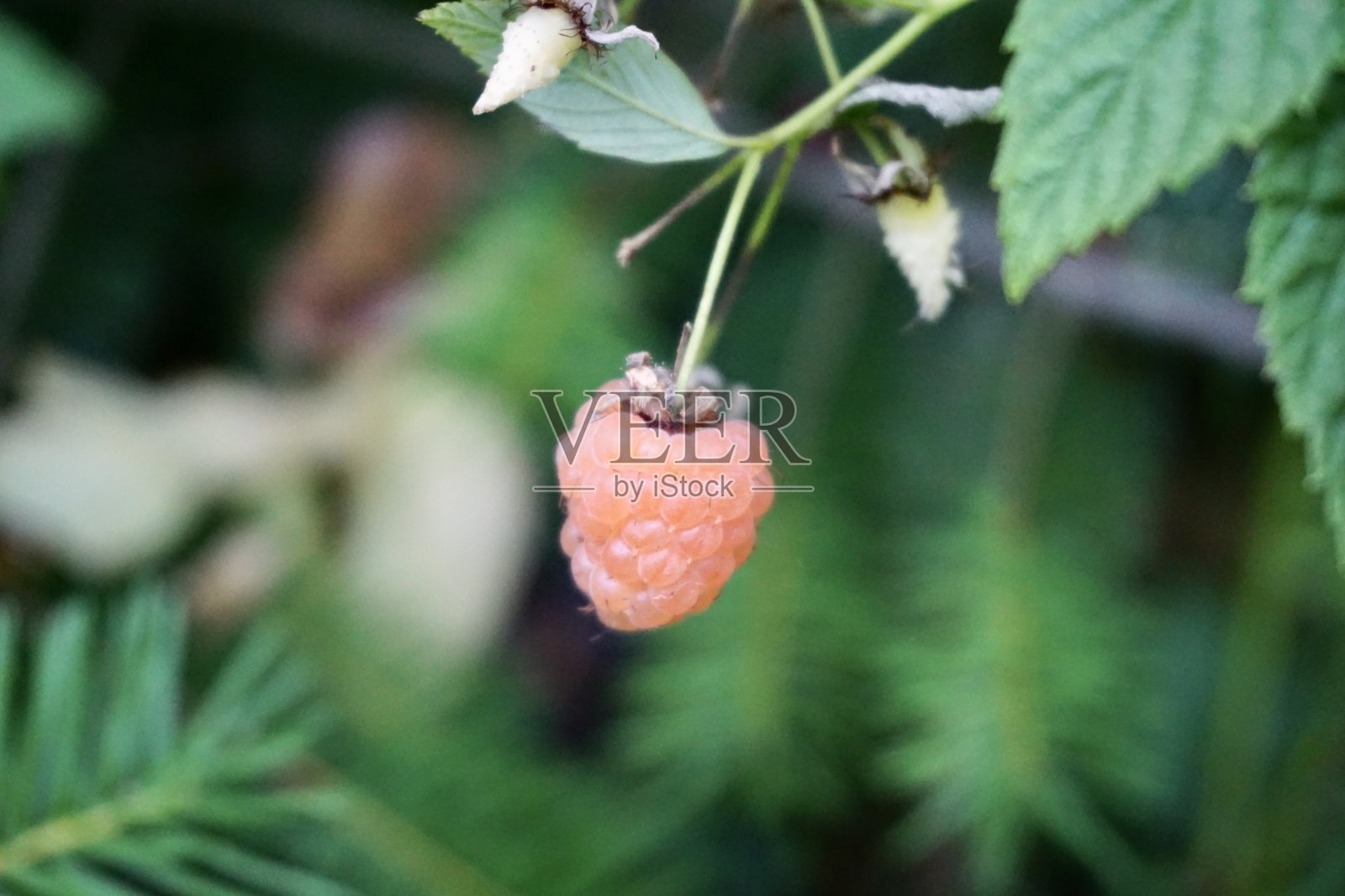 树莓(覆盆子，也称为红覆盆子或偶尔欧洲红覆盆子，以区别于其他覆盆子物种)是原产于欧洲的一种红色果实的覆盆子。照片摄影图片