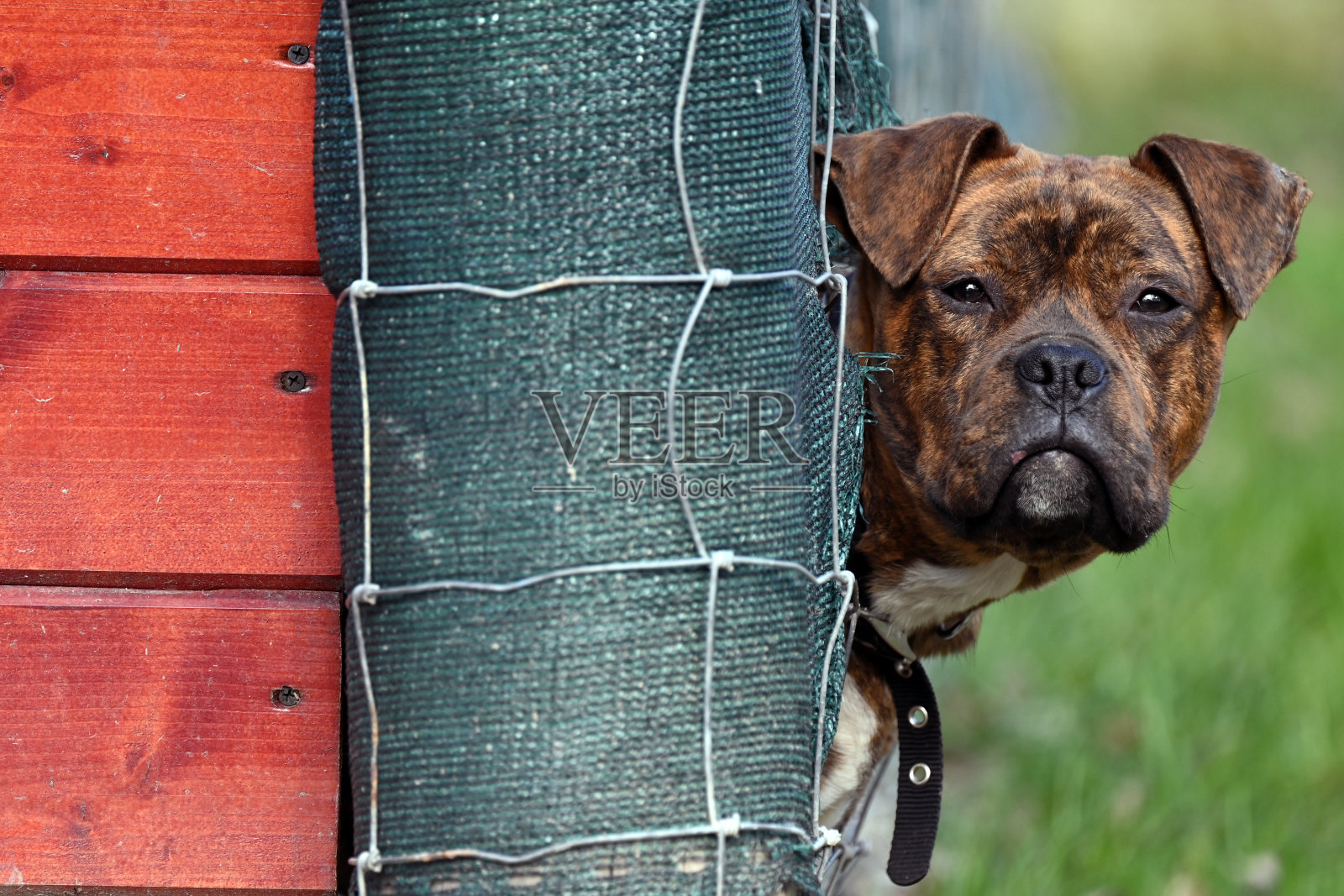 狗的头穿过栅栏照片摄影图片