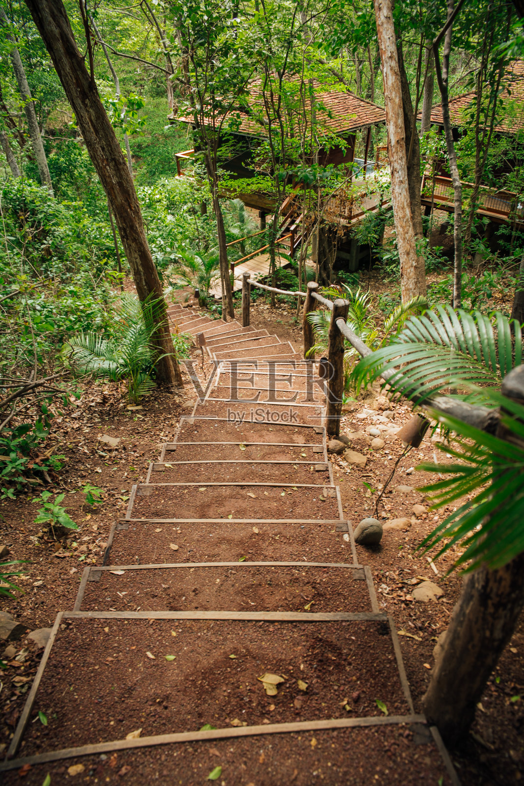 热带雨林的阶梯照片摄影图片