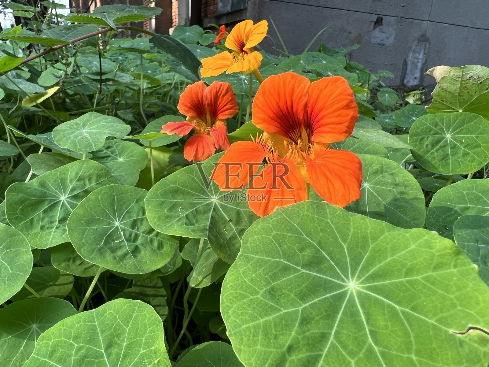 花照片摄影图片