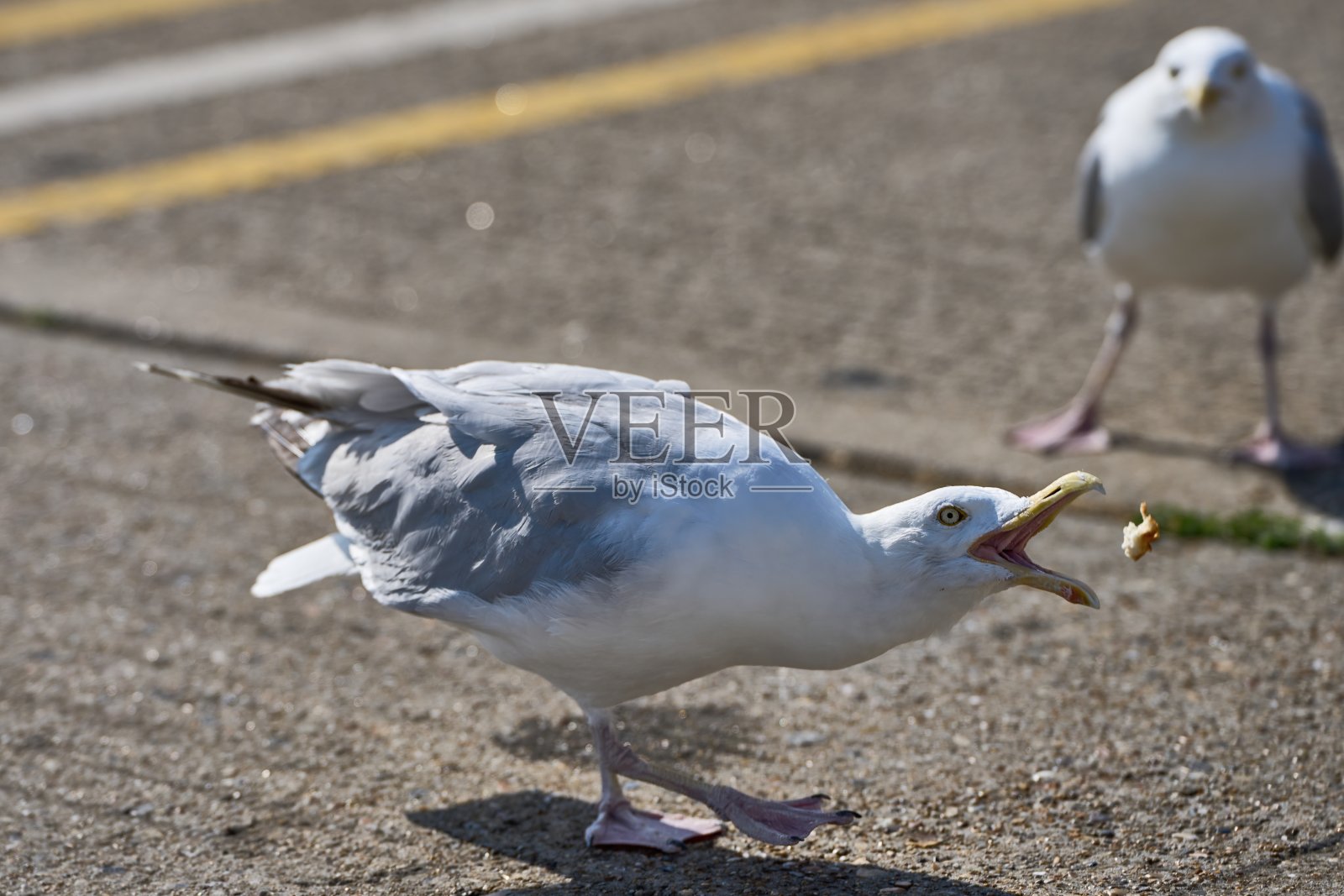 一只鲱鱼鸥猛咬一片面包照片摄影图片