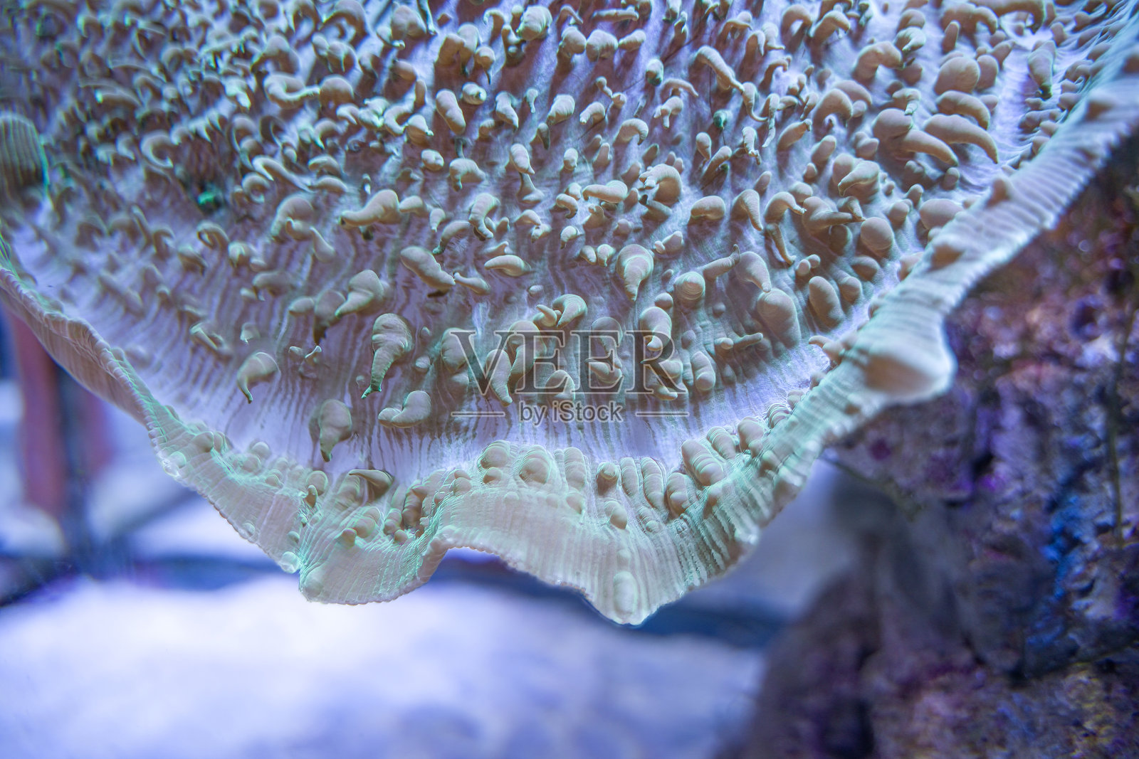 水下珊瑚特写水下摄影照片摄影图片