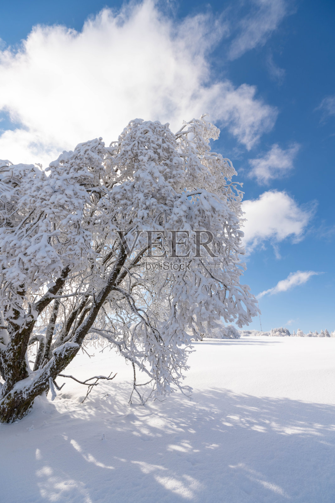 Ice covered tree in Rhön照片摄影图片