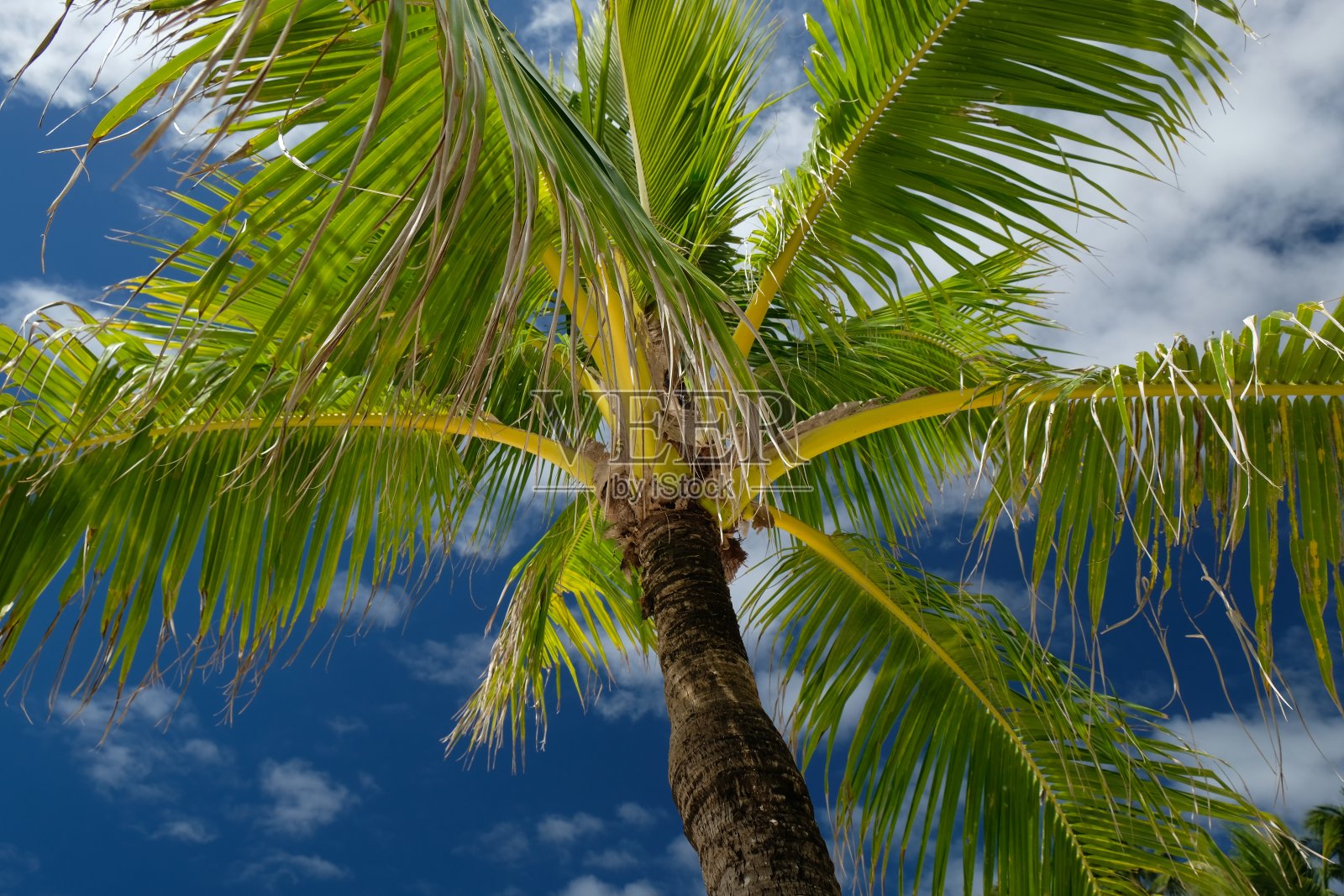 棕榈树上的绿叶，背景是蓝天照片摄影图片