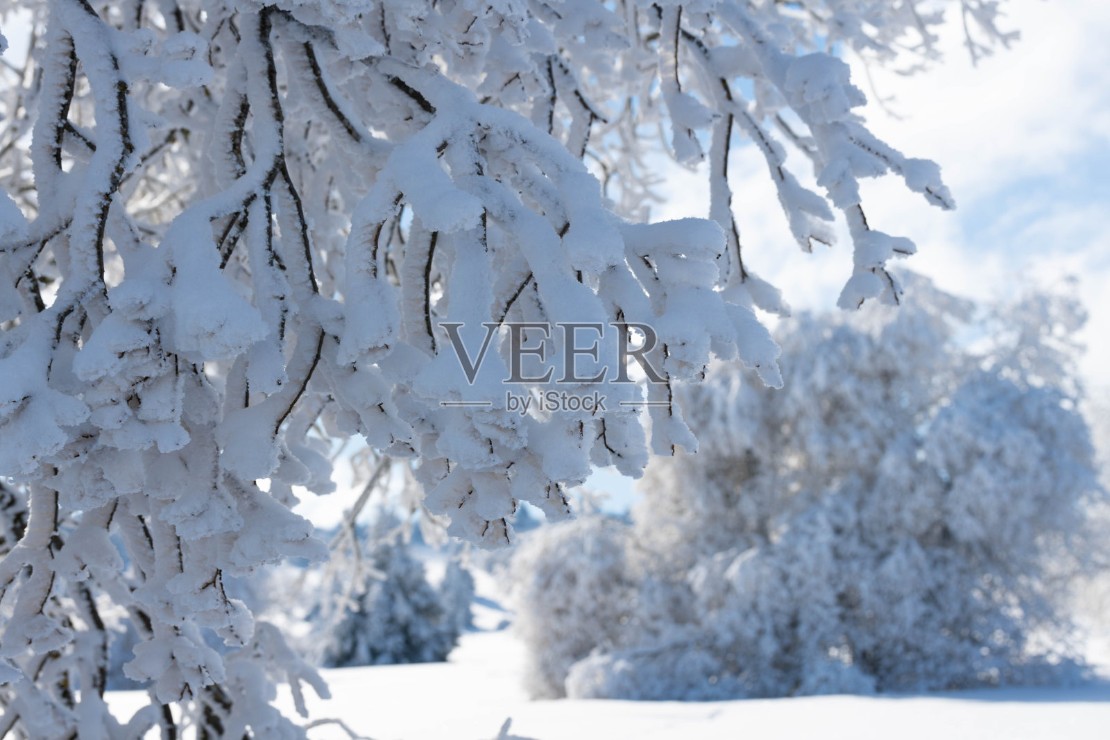 Ice covered tree in Rhön照片摄影图片