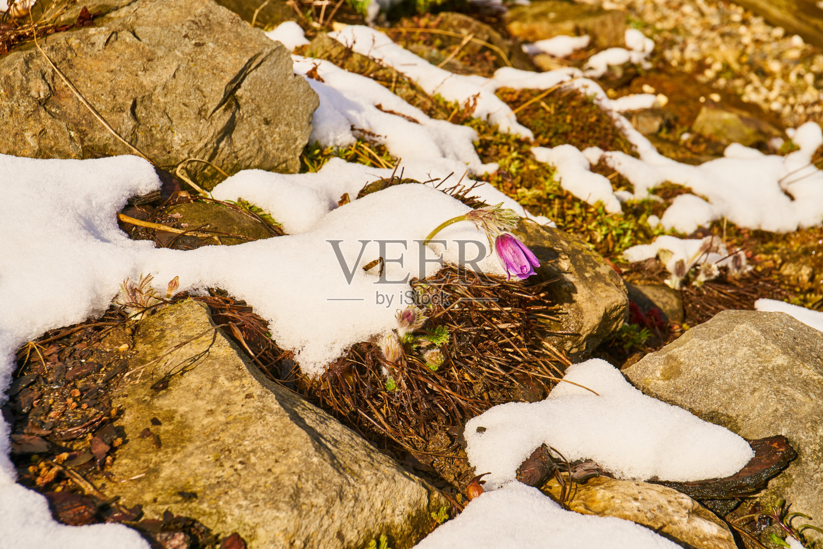 盛开的白头翁花的特写照片摄影图片