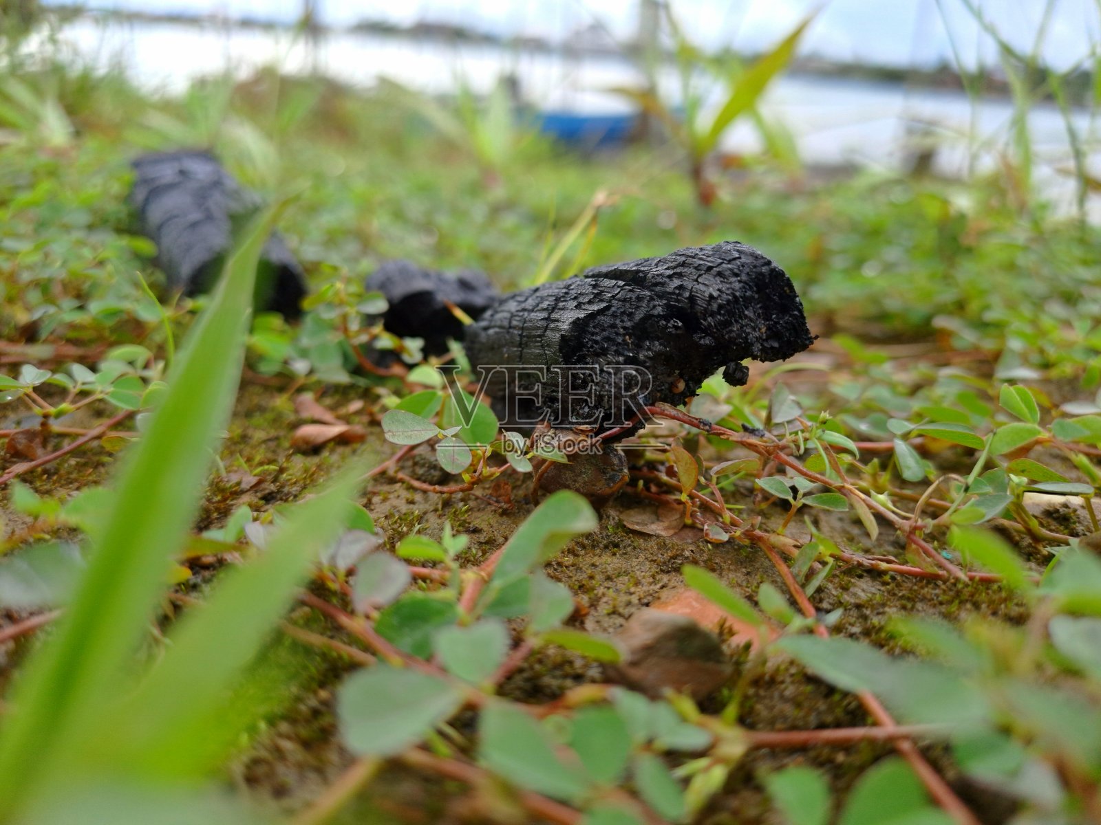 木炭照片摄影图片