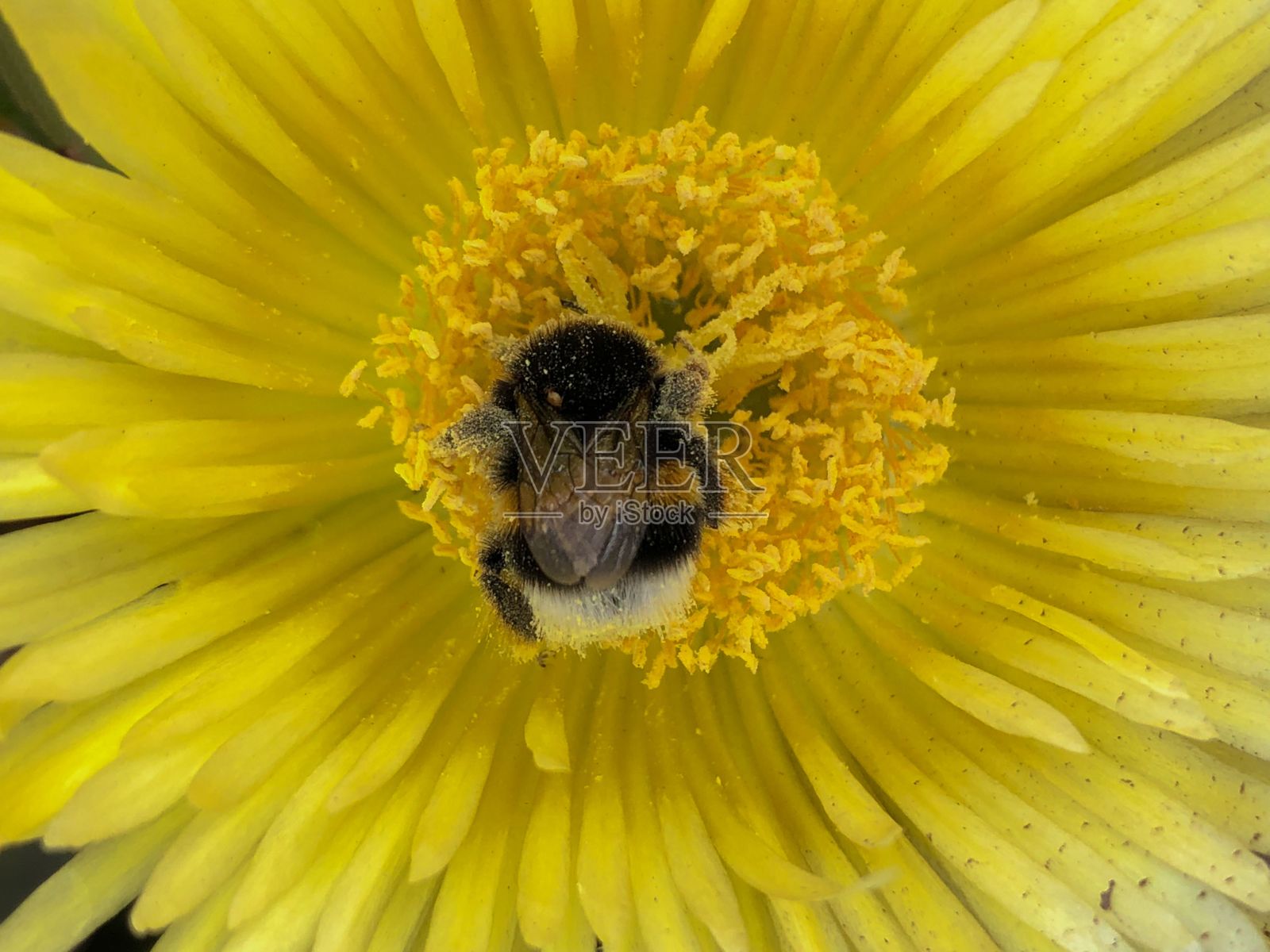 一只黄尾大黄蜂从一朵黄色的花上采集花蜜的特写镜头照片摄影图片