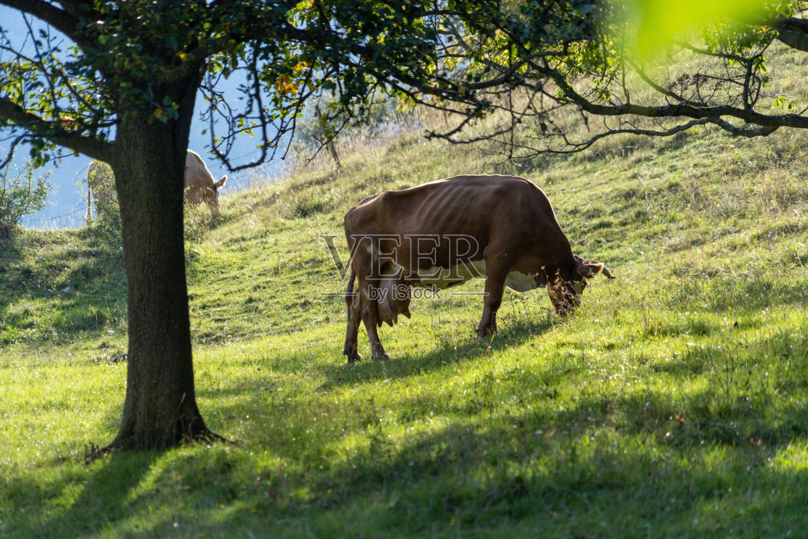 牛在田里吃草照片摄影图片