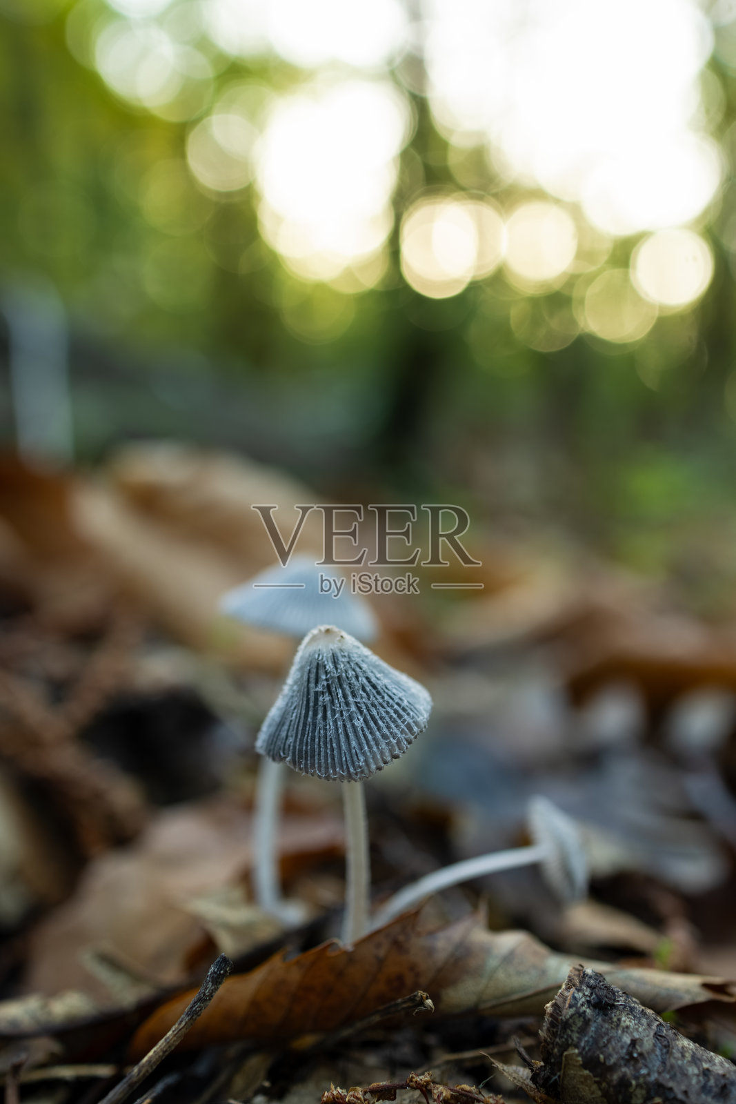 软焦点蘑菇生长在栗子森林的地面上照片摄影图片