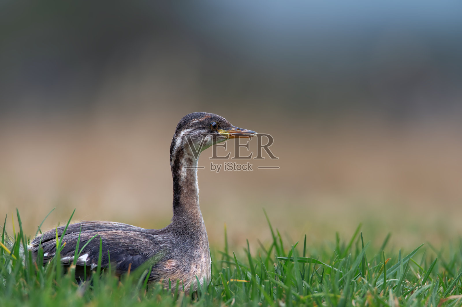 澳大拉西亚鸊鷉（Tachybaptus novaehollandiae - Stevografix）照片摄影图片