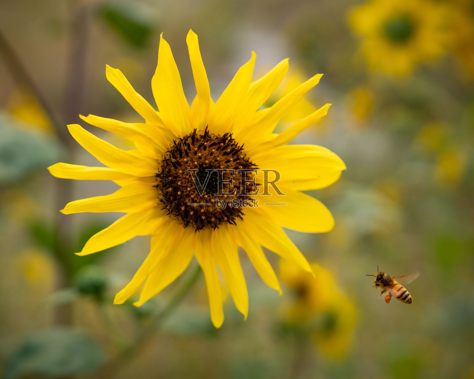 一只蜜蜂飞向向日葵的特写。照片摄影图片