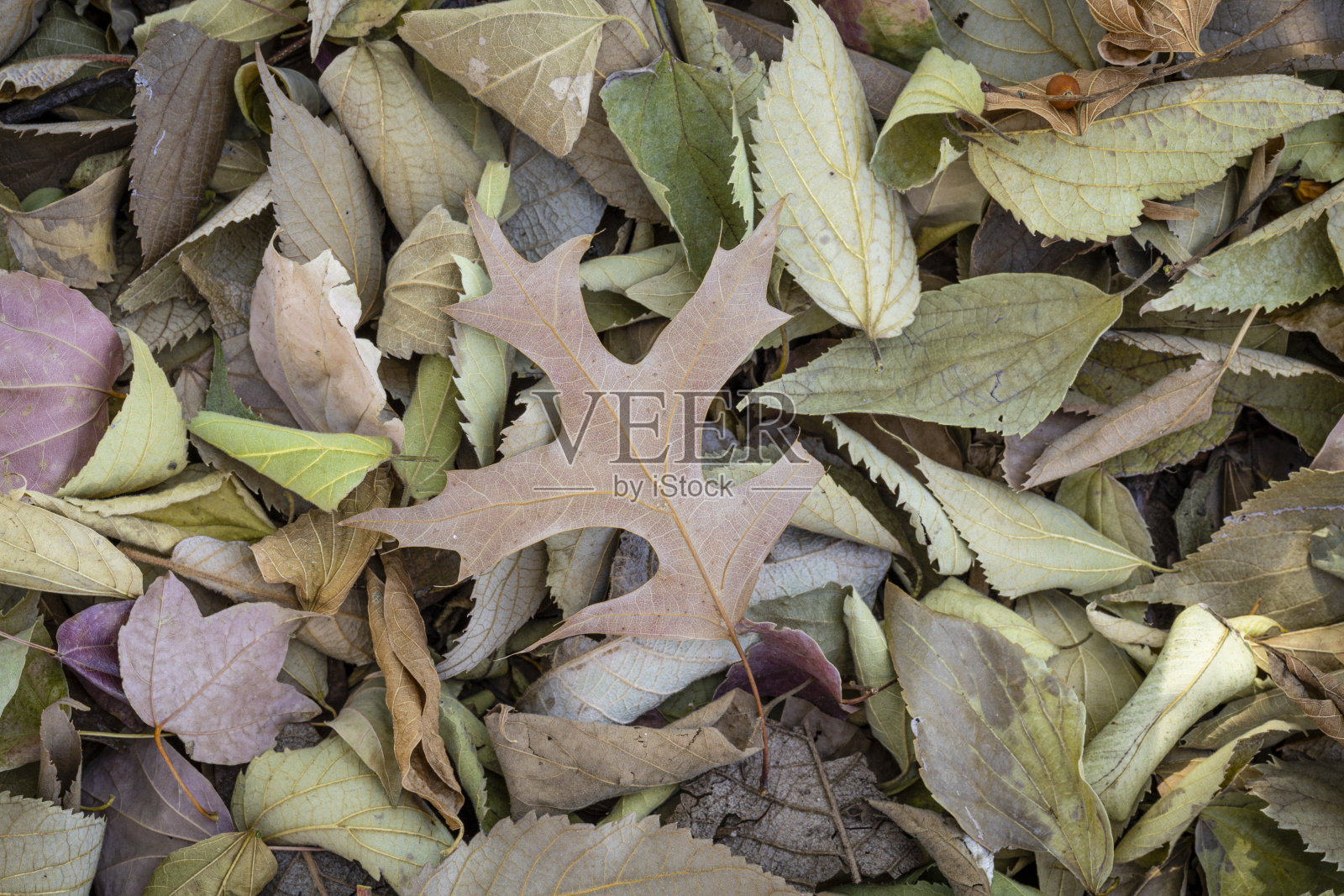 干燥的秋叶表明冬天的开始。照片摄影图片