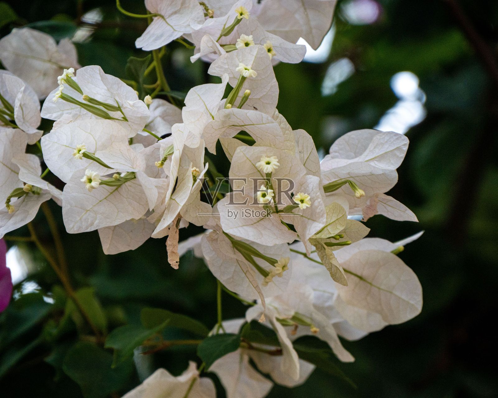 微距拍摄的白色三角梅花之前的绿色背景照片摄影图片