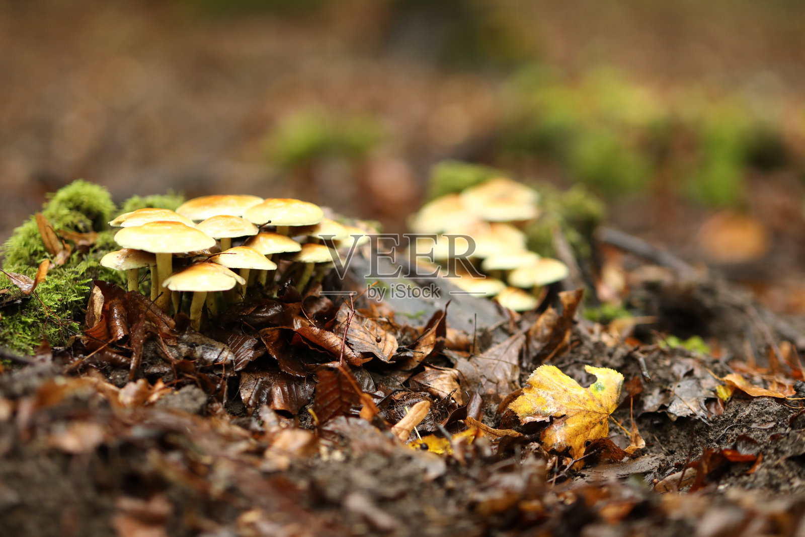 一簇黄色蘑菇在森林地面上大量生长的柔和焦点照片摄影图片