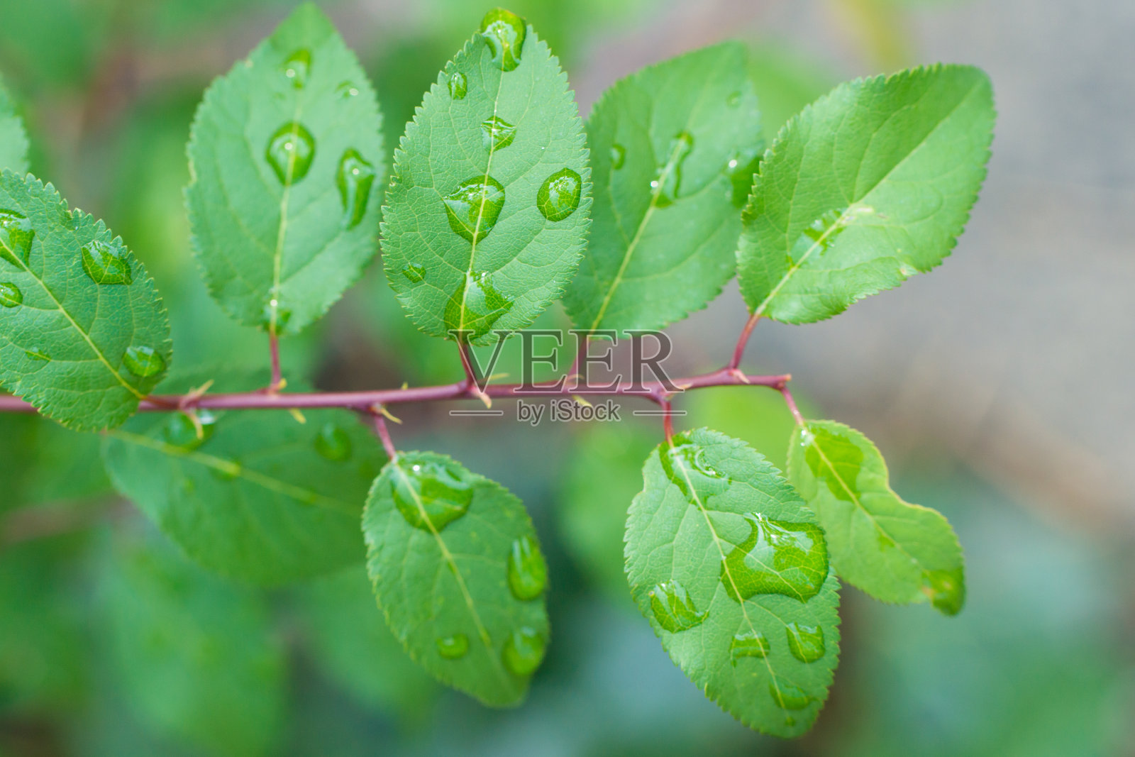 雨天的湿树叶照片摄影图片