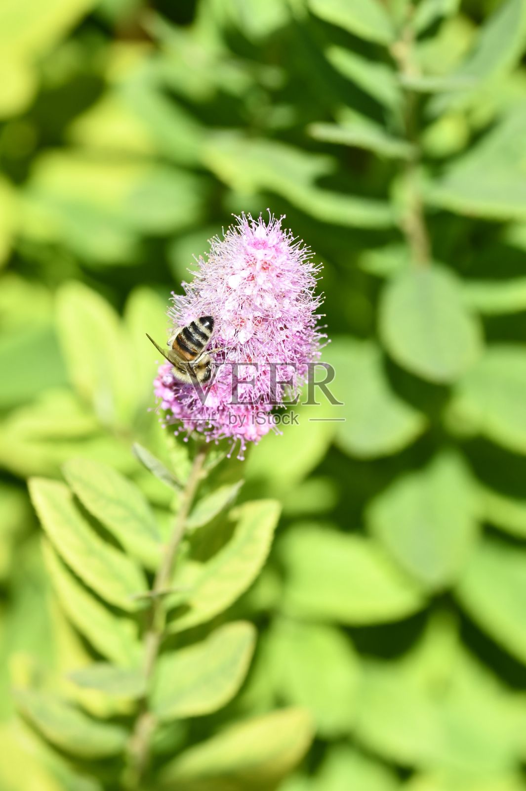 在一个阳光灿烂的日子里，一只大黄蜂为生长在灌木中的新娘花授粉的垂直特写照片摄影图片