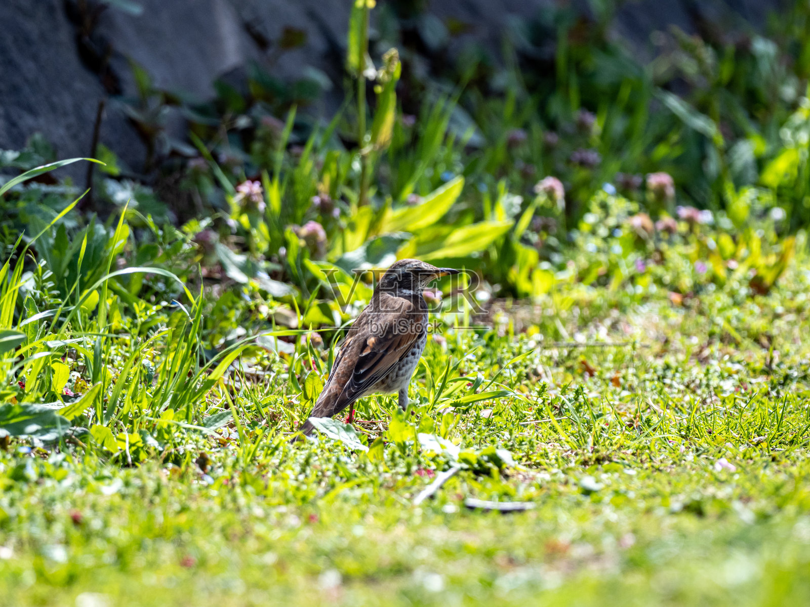 特写镜头，一只苍白的画眉栖息在绿色的草地上照片摄影图片