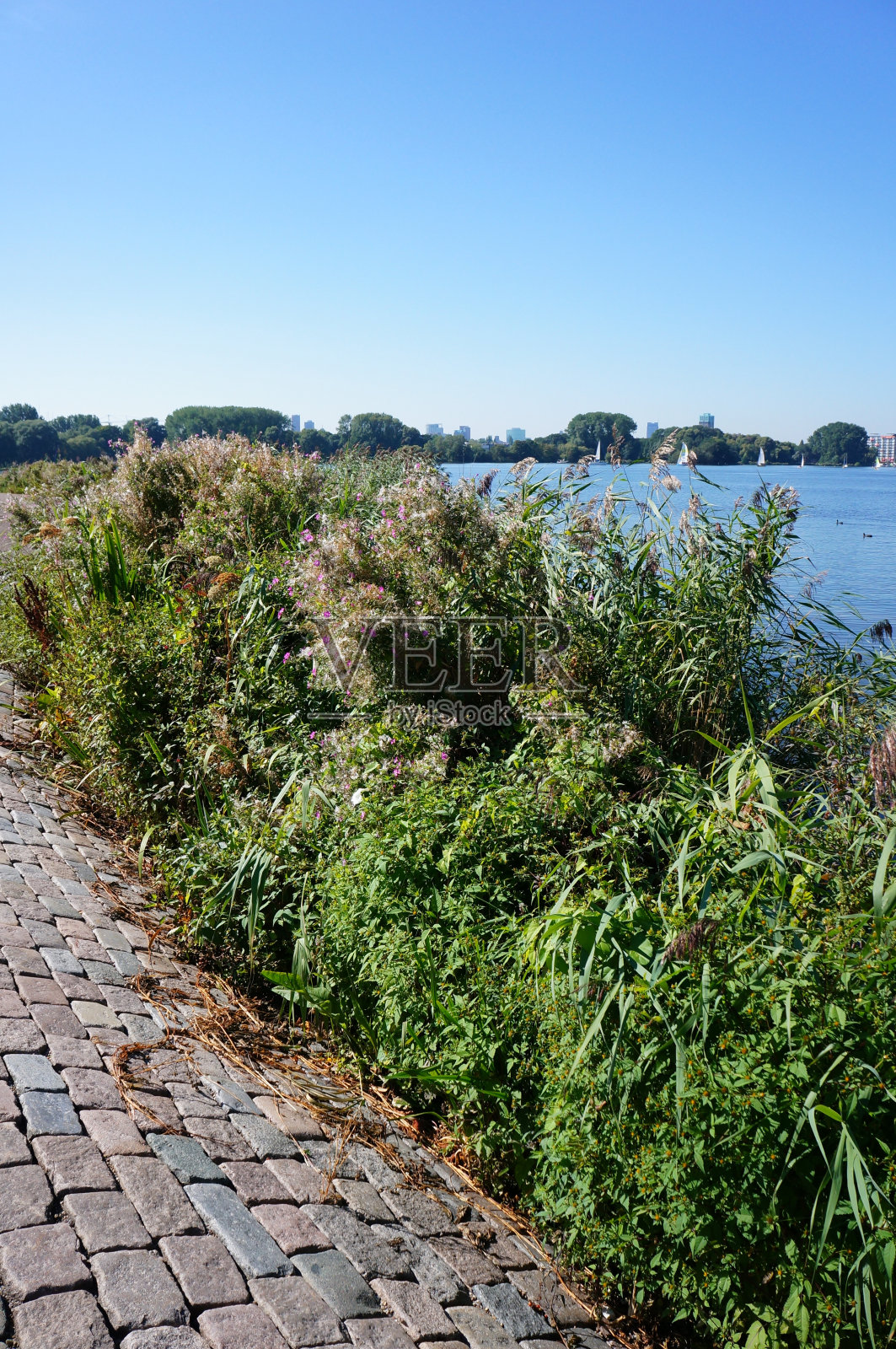 鹿特丹的大湖照片摄影图片