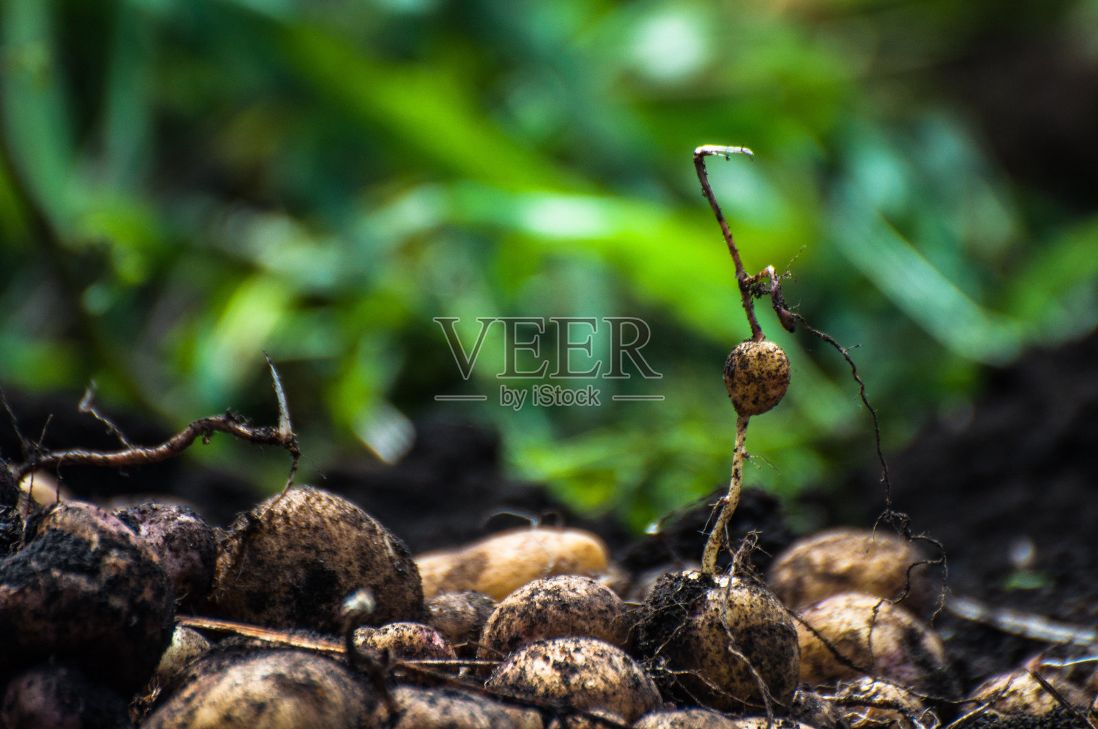 新鲜收获的有机土豆照片摄影图片