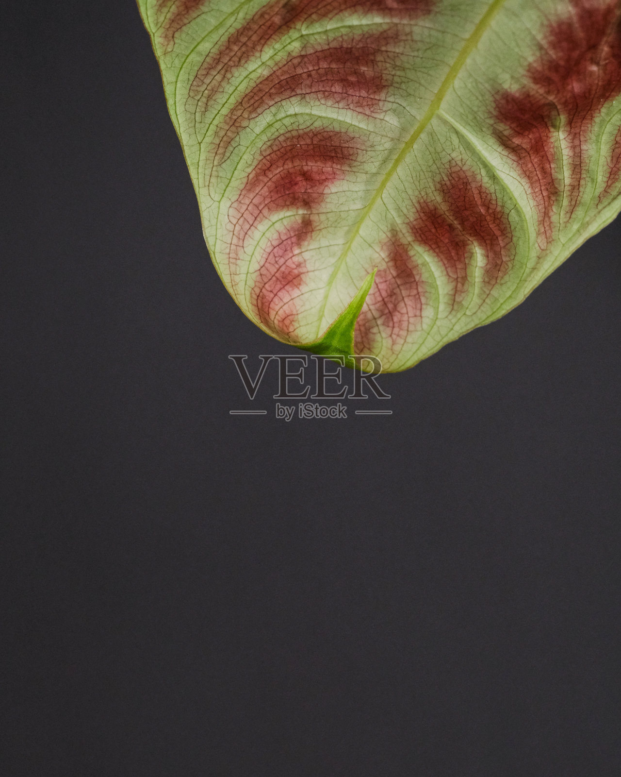 特写镜头的绿色和红色叶子的家庭植物对灰色背景照片摄影图片