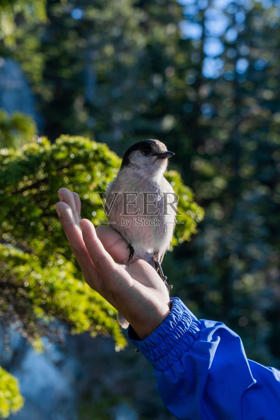 小鸟坐在某人的手掌上的垂直镜头照片摄影图片