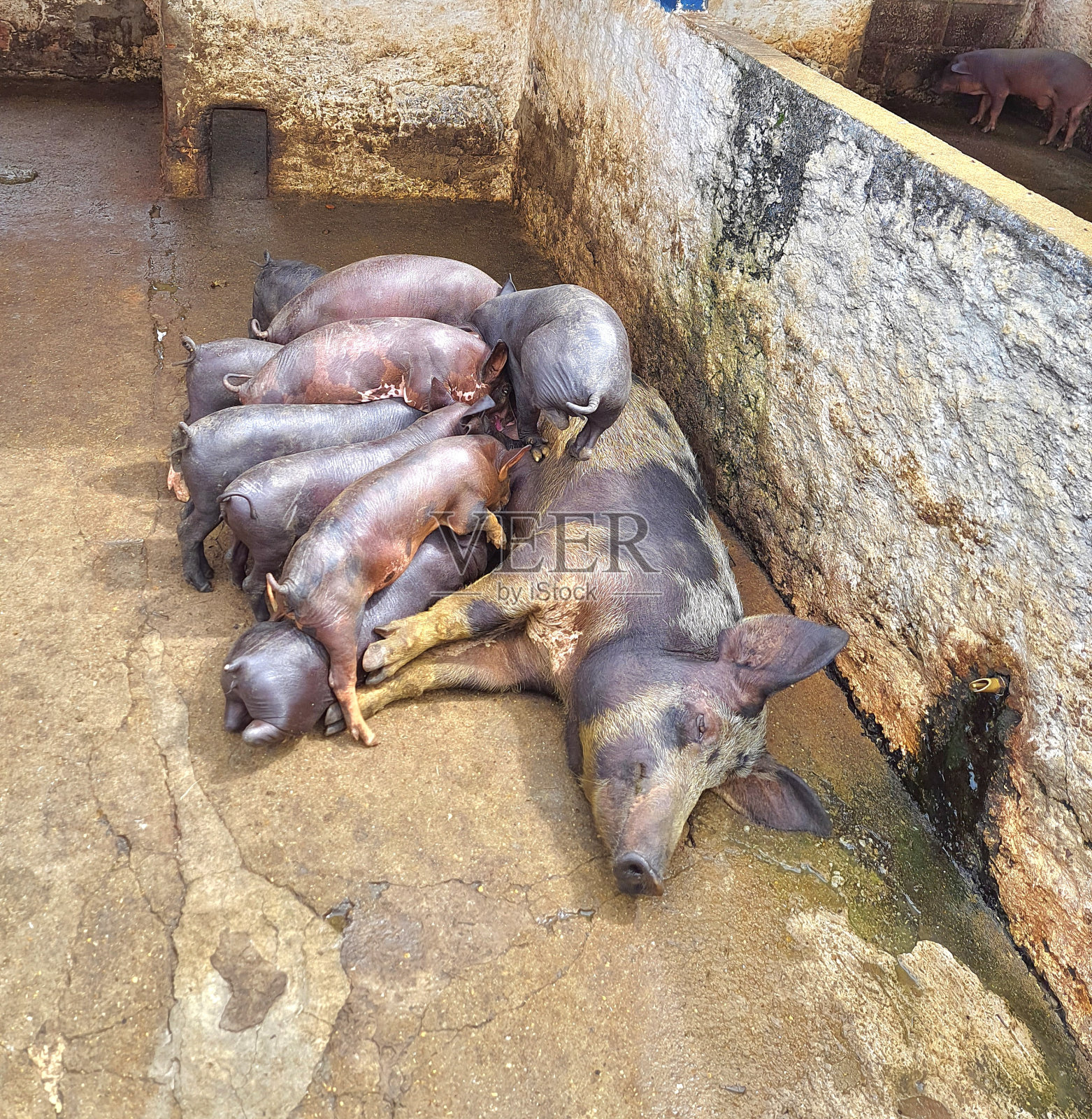 猪照片摄影图片