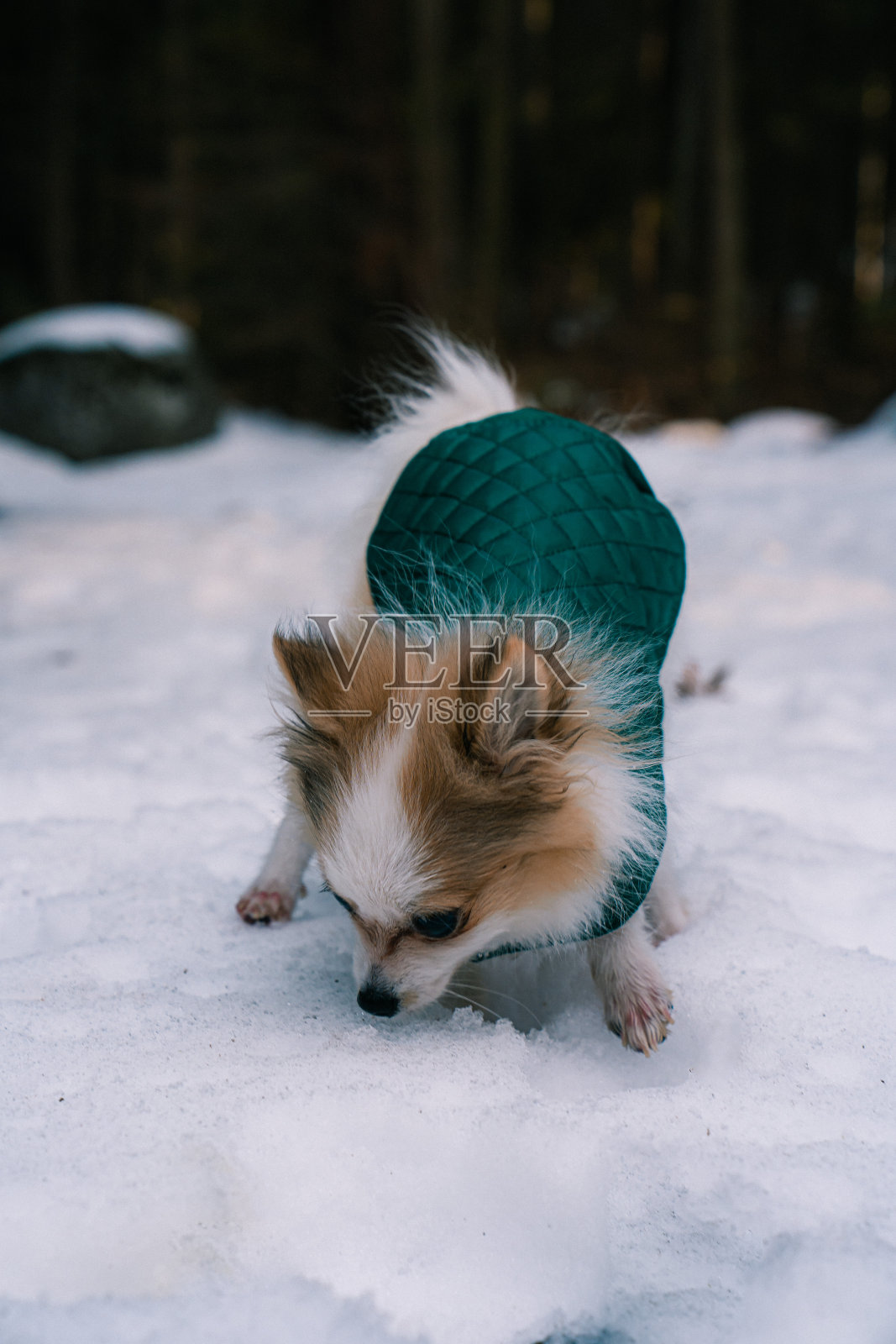 小斗士照片摄影图片
