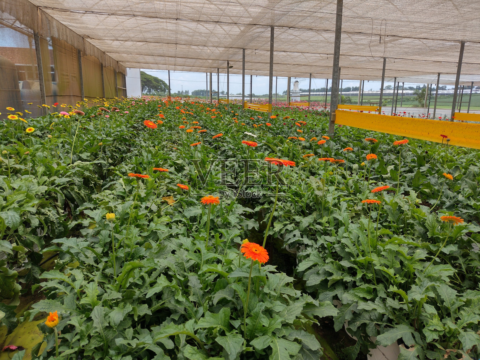 自然照片摄影图片