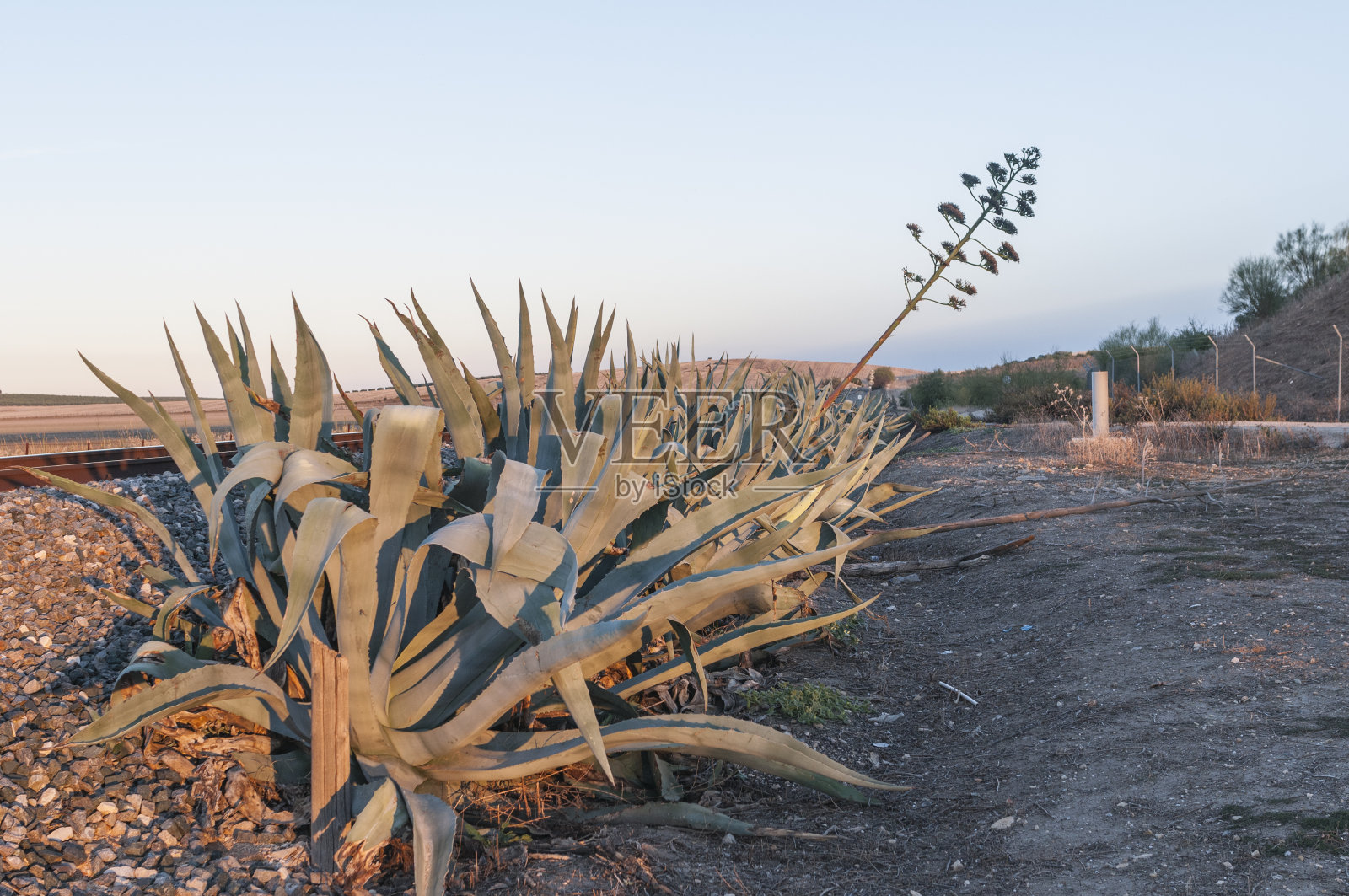 日落时在开阔的田野里生长的芦荟植物的自然景观照片摄影图片