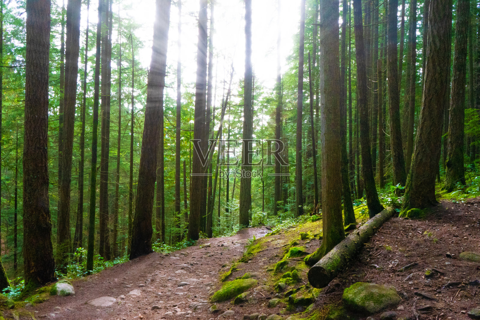 阳光穿透茂密森林中的树木的美丽镜头照片摄影图片