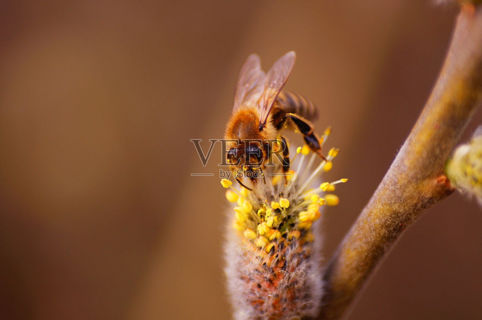 微距拍摄一只蜜蜂在柳花上照片摄影图片