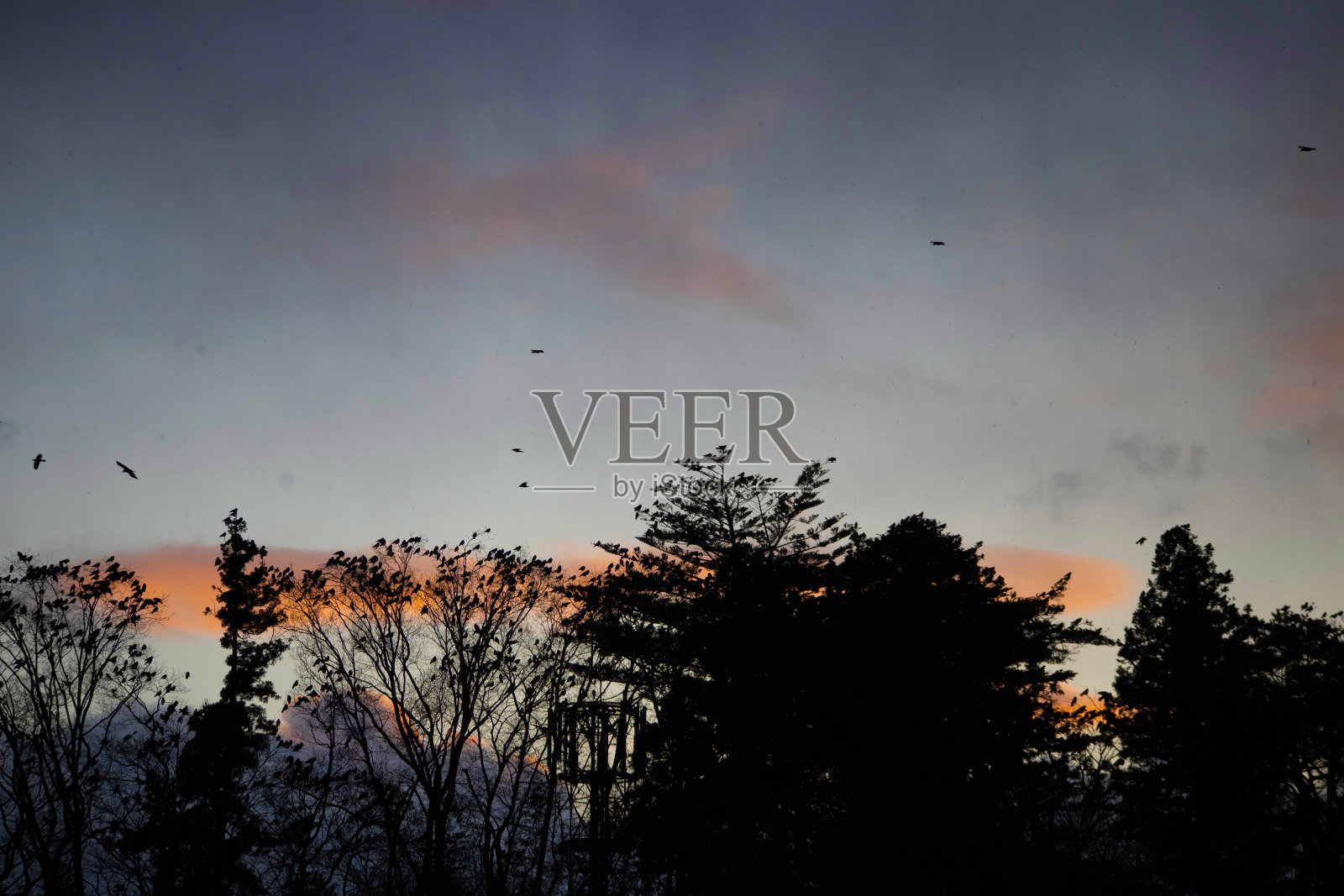 黄昏与一群乌鸦第二部分照片摄影图片