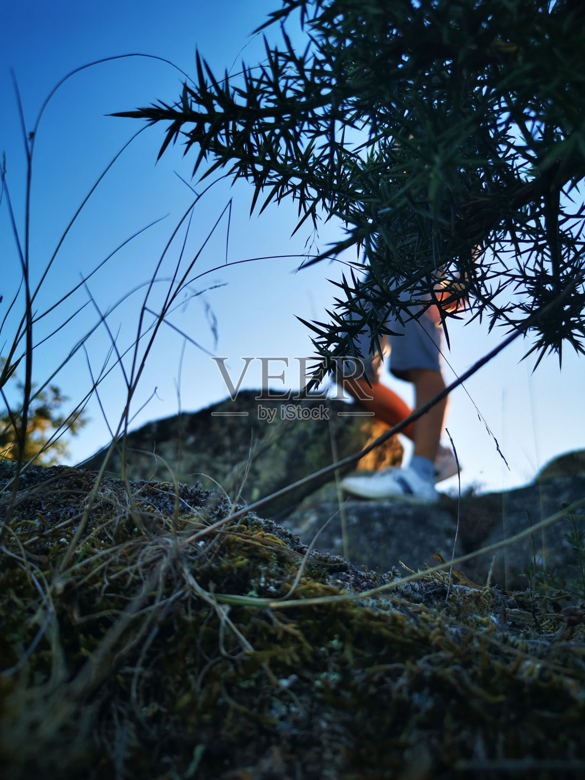 垂直拍摄的绿色植物生长在户外，对着一个人站在阳光下的岩石上照片摄影图片