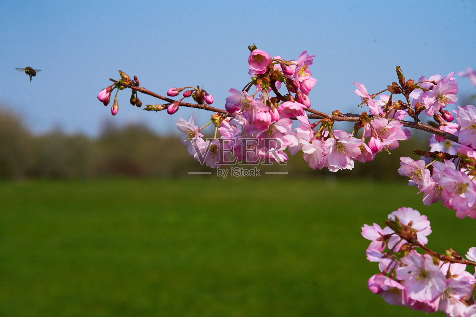 樱花在春天盛开照片摄影图片