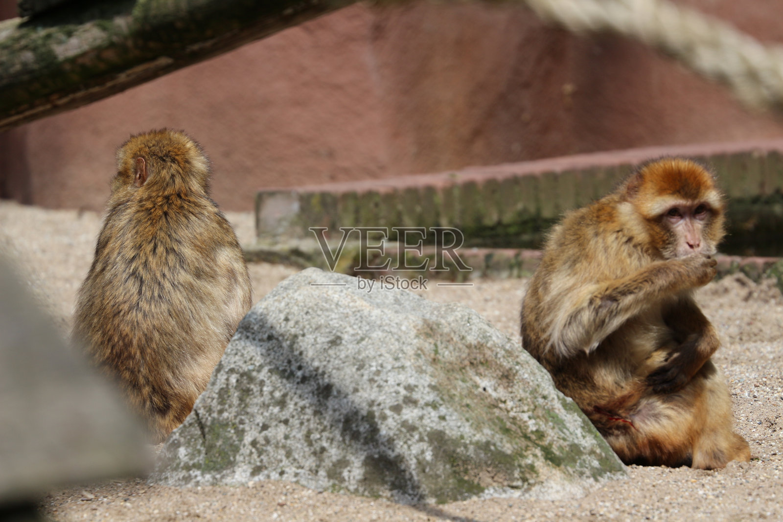 可爱的猕猴在动物园里休息照片摄影图片