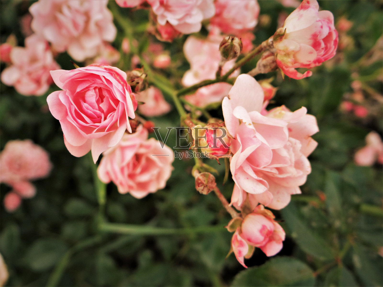 选择性焦点拍摄的辉煌的粉红色花园玫瑰照片摄影图片