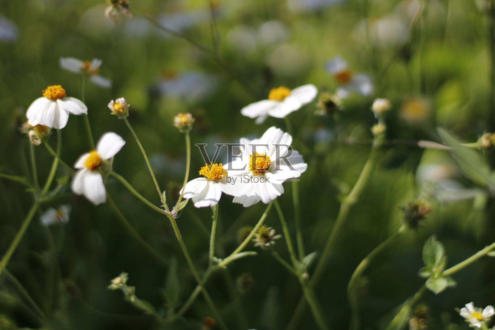 近距离拍摄美丽的西班牙针花在春天的花园照片摄影图片