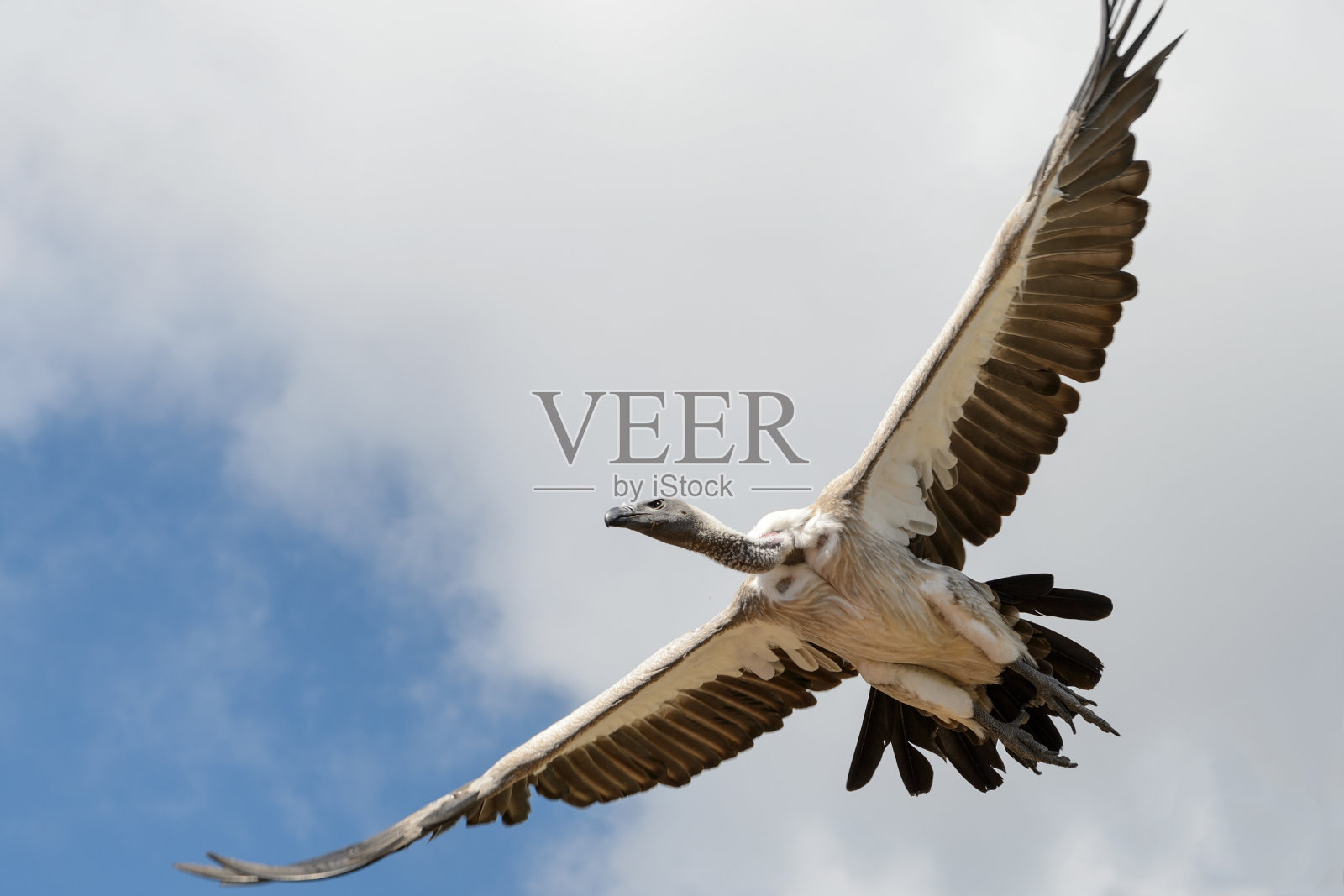 黑白秃鹰在天空中飞翔照片摄影图片