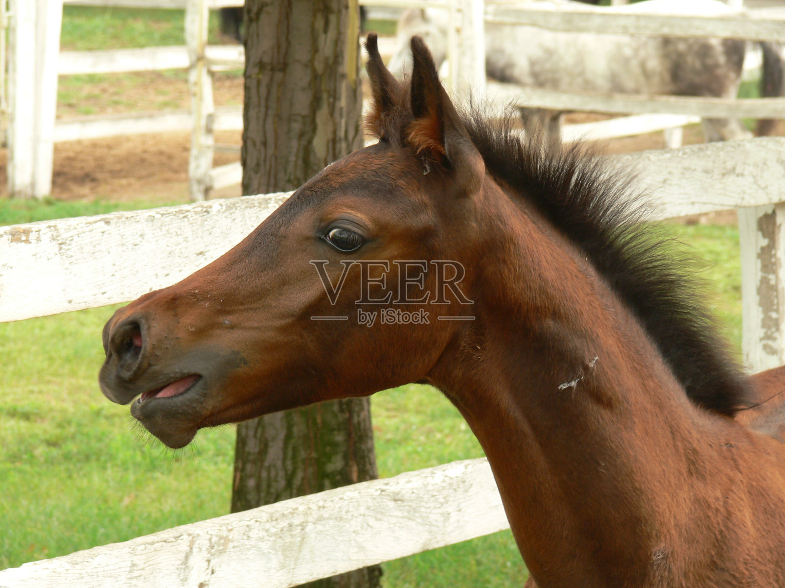 夏季马厩里一匹棕色马的特写照片摄影图片