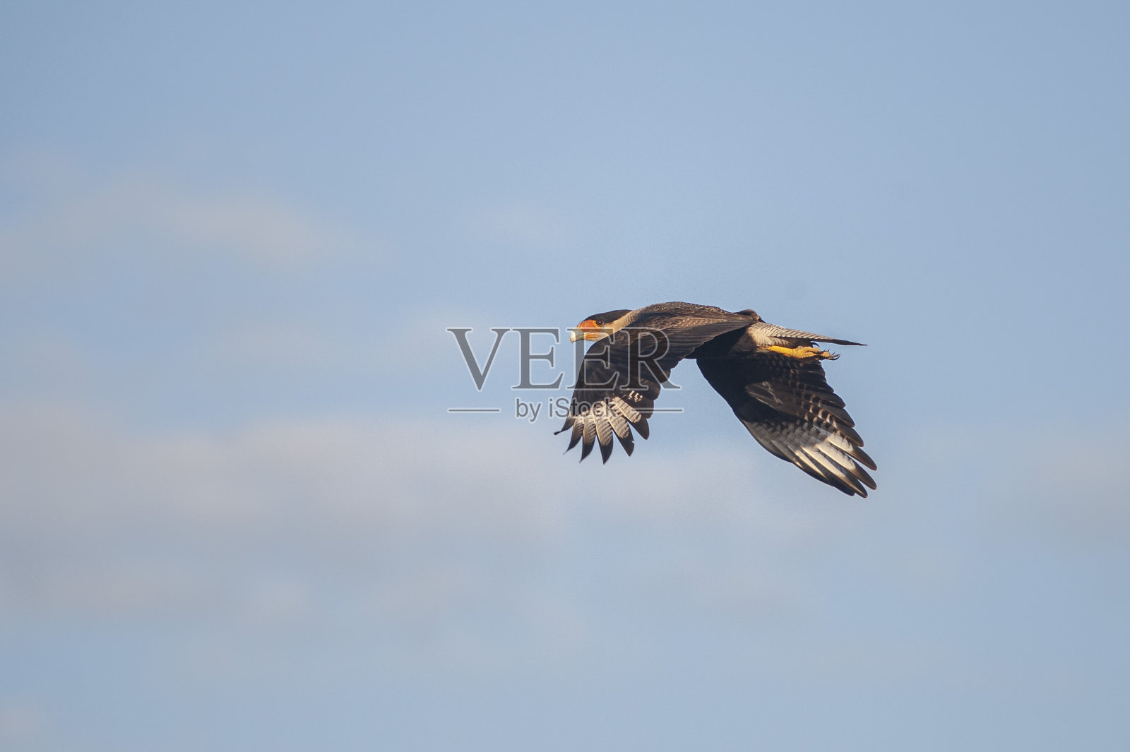 蓝天下飞翔的南凤头卡拉卡拉鸟照片摄影图片