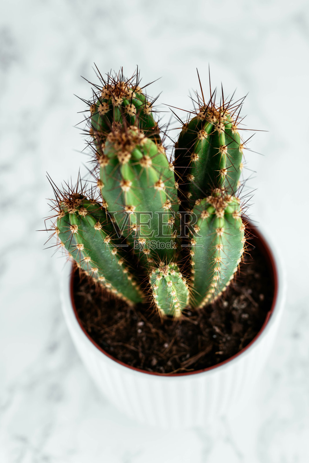 在灯光下，垂直拍摄了大理石桌子上的一盆仙人掌照片摄影图片