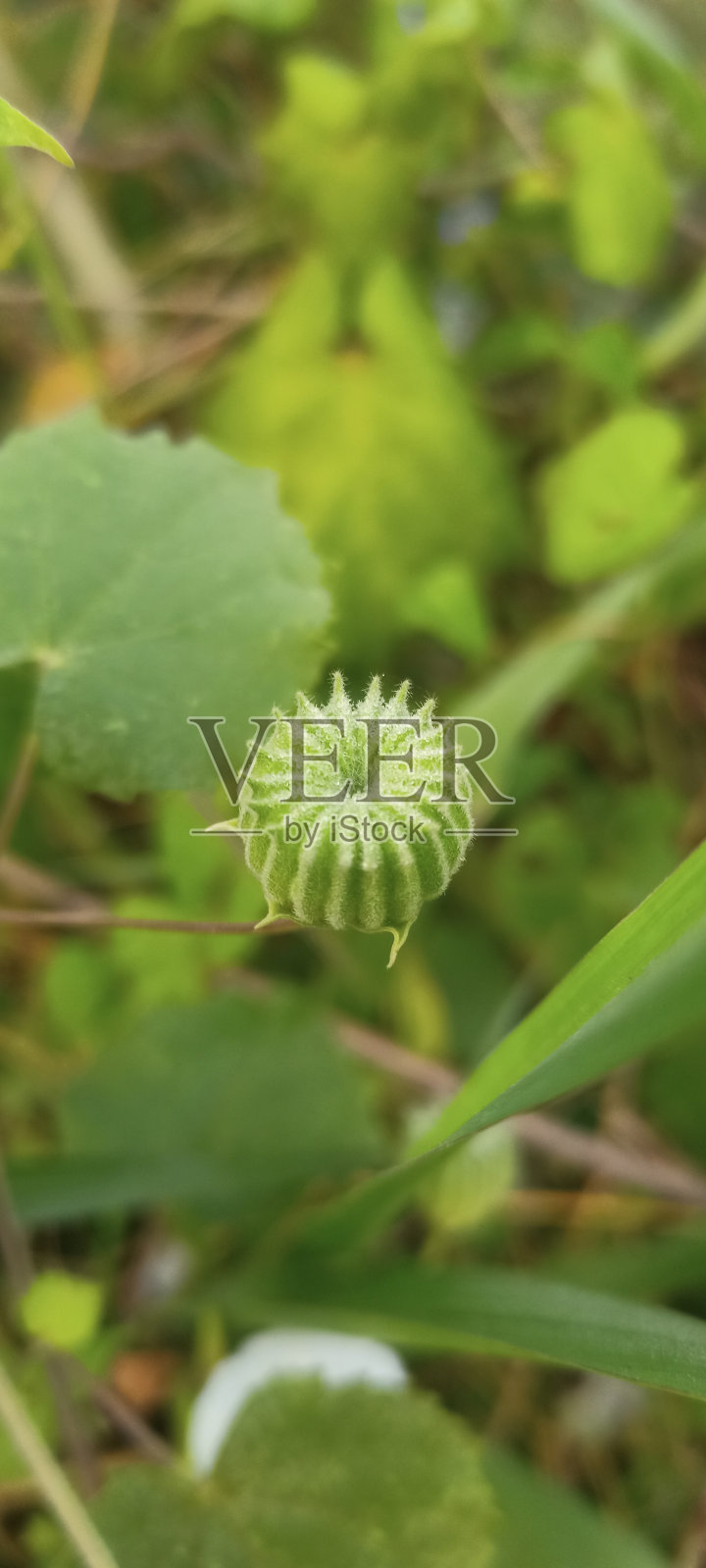 荸荠属植物照片摄影图片