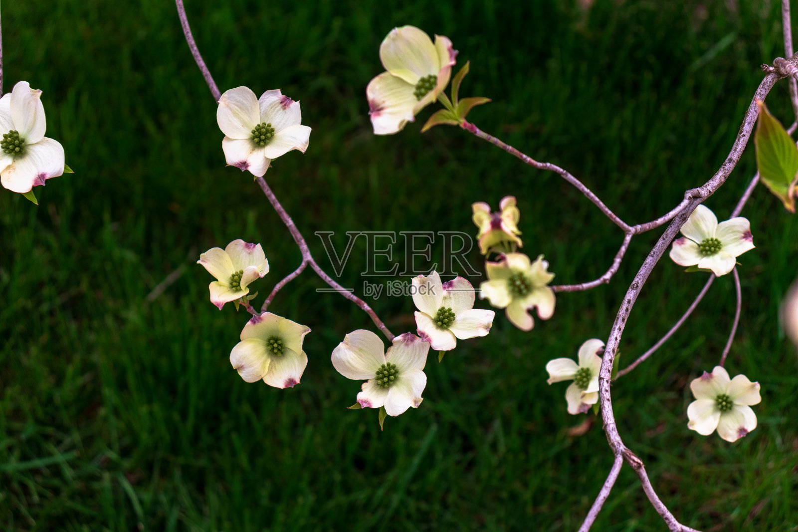 山茱萸在春天开花。近距离看美丽的白色山茱萸花。精致的户外自然美景。春天的装饰性花丛。照片摄影图片